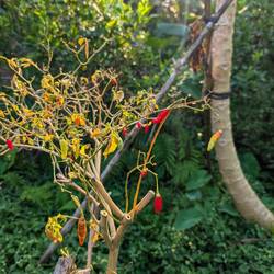 Chiliiiiiiiiiis 🌶️