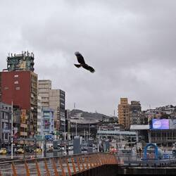 schwarz Milan im Hafen