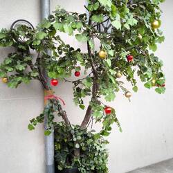 Ist das ein Weihnachtsbaum?