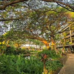 HNL Airport Garden