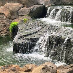 Enjoyed the lush HNL airport garden before take-off