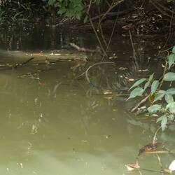 Suche den Waran 🙏😃