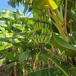 Yes we have bananas!