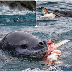 RIP little penguin — Elephant Island, South Shetlands.