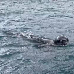 Leopard seal on the hunt — Elephant Island, South Shetlands.