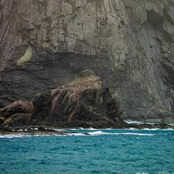 Penguin colony @ Elephant Island, South Shetlands.