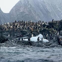 Gentoo and chinstrap penguins and fur seals — Elephant Island, South Shetlands.