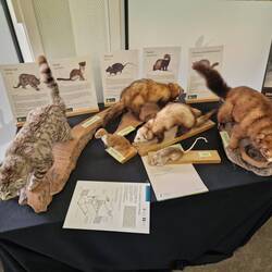 Ausgestellte eingeschleppte Tiere im DOC Infozentrum