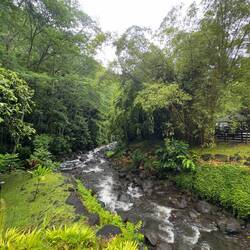 Very large river eels, up to 8 feet long, live in these freshwater streams coming from the mountains