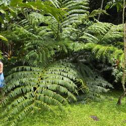 Largest fern I have ever seen. These leaves are 10 feet long