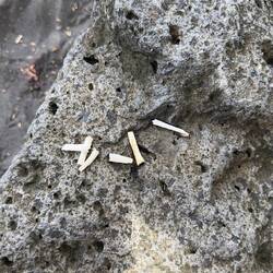 Somebody had a party last night...