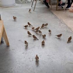 Spatzenalarm beim Kaffee