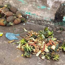 Les ananas au milieu des déchets plastiques 😓