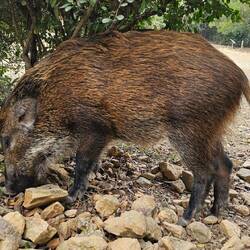 Wildschwein