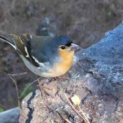 am Wegrand entdeckt: ein Buchfink ...