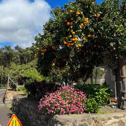 im Tal noch Blüten und Orangen