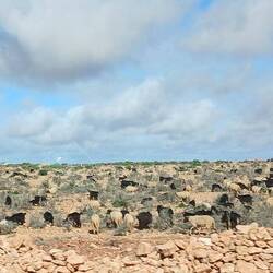 Schäfer mit Ziegen und Schafen am Wegesrand