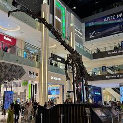 Dubai Dino 150Mio altes Dino Skelett, Fundort im Jahr 2008 Wyoming USA