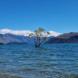 Wānaka tree