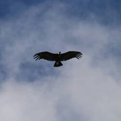 Andean Condor
