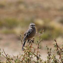 Patagonian Mockingbird