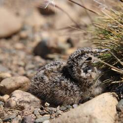 Least Seedsnipe (juvenile)