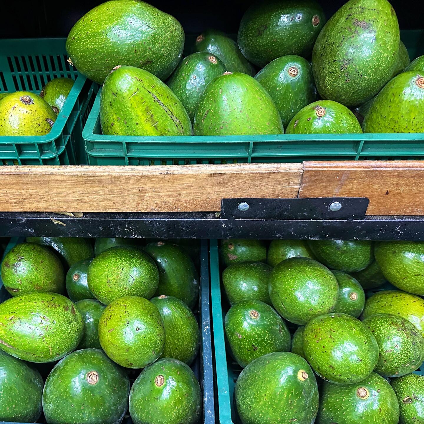 Riesige Avocados, so groß wie Straußeneier