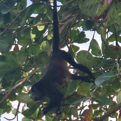 Ein erster Affe hängt im Baum