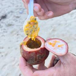 Frische Passionsfrucht , so lecker