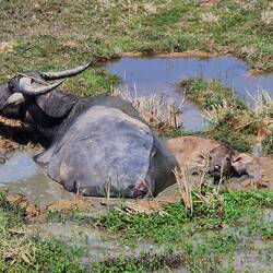 Kühlendes Schlammbad