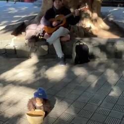 Musiker unter dem indischen Lorbeerbaum 😂🎶🎸