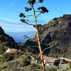 Agaven wachsen hier kreuz und quer am Wegrand