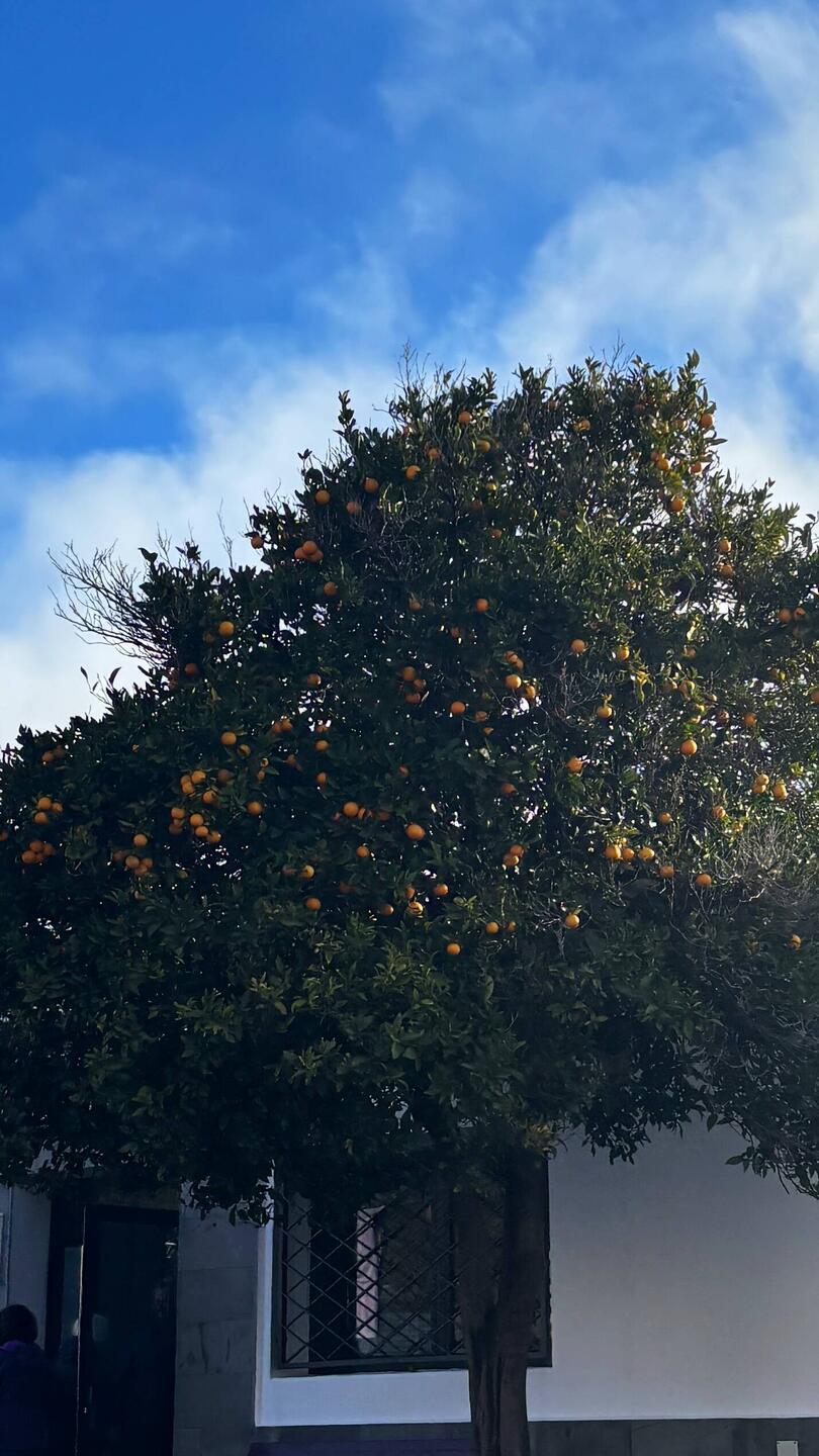 Orangenbäume am Straßenrand am Weg in die Berge!