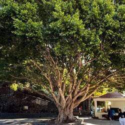 Indischer Lorbeerbaum