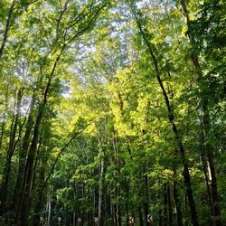 Bilar Man-Made Forest 🌲