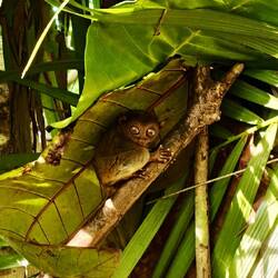 Tarsier 🤗
