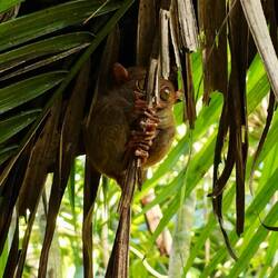 Tarsier 🤗