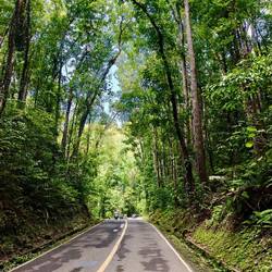 Bilar Man-Made Forest 🌲