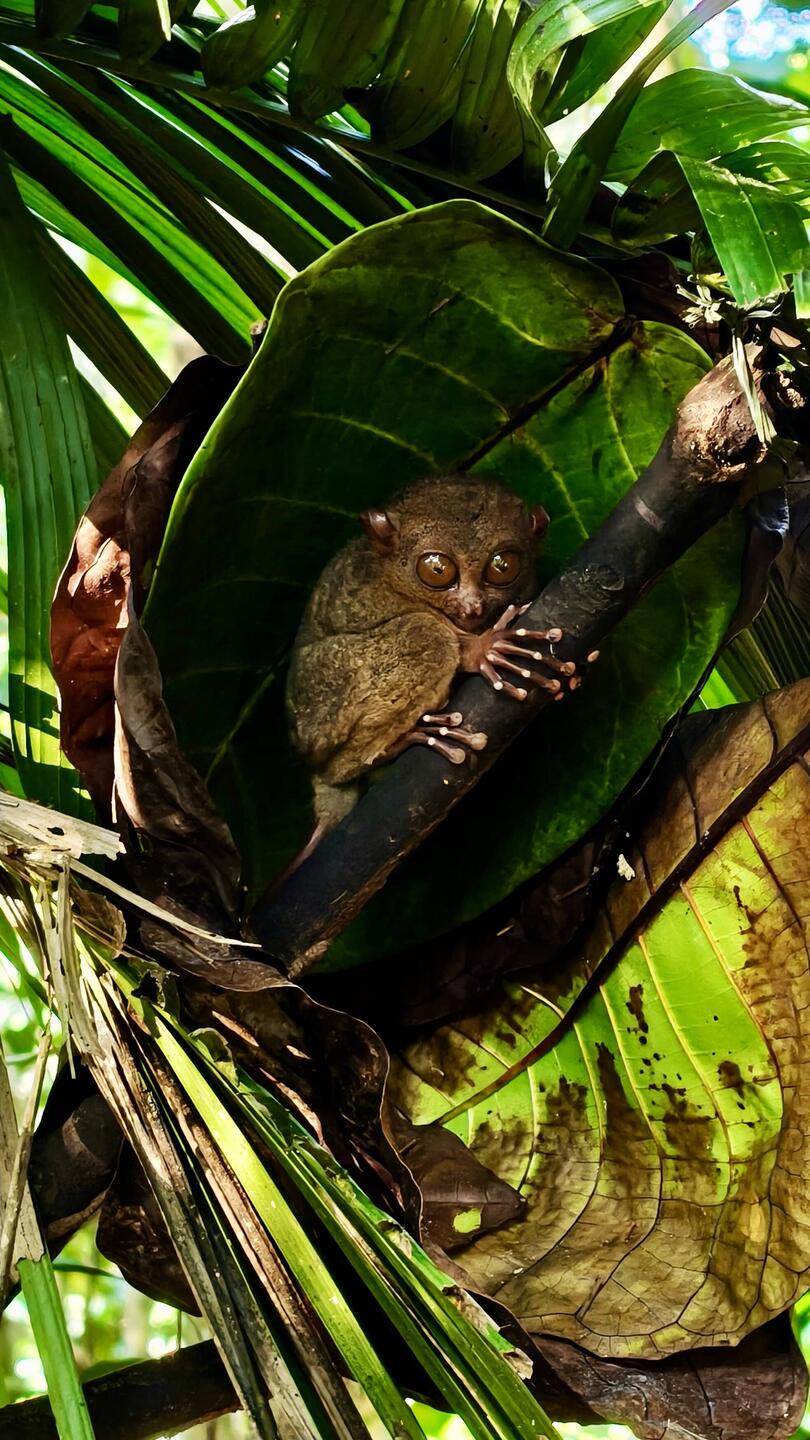 Tarsier 🤗