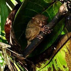 Tarsier 🤗