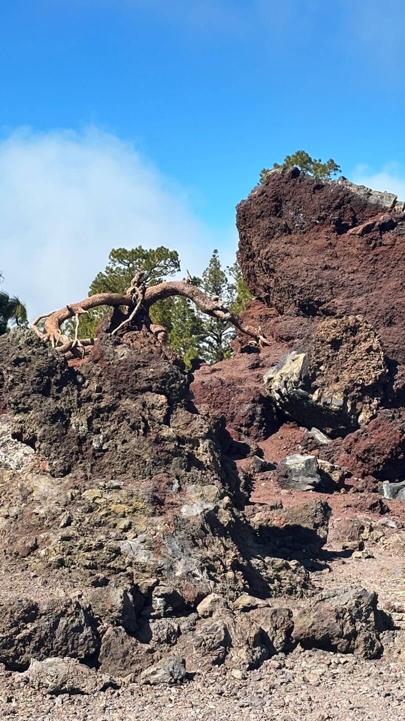 Kanarische Pinie auf Lava. Auch umgestürzt lebt dieser Baum!