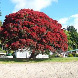Pohutukawa en fleurs (arbre de Noël)