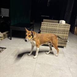 Een van de andere honden die 24/7 met een schuldbewuste blik rondloopt