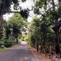 Route vers Pohiki