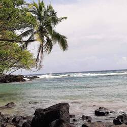 Les cocotiers se penchent sur l'eau
