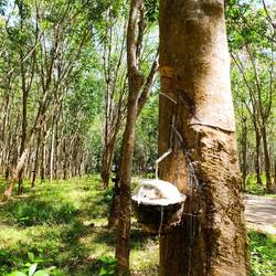 Kautschuk Farm.... Das stinkt 🤢