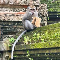 Wir kauften am Tor des Parkes Futter für die Affen. Der Boss hat uns die Tüte sofort gestohlen