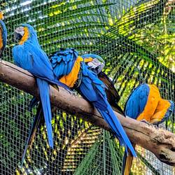 Macaws in a row