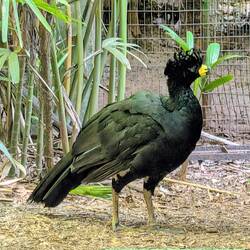 Crested curassow