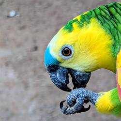 Turquoise Fronted Amazon